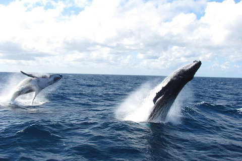Tangalooma Island Resort Whale Watching Day Cruise With Dolphin Feeding - Gold Coast Attractions 1