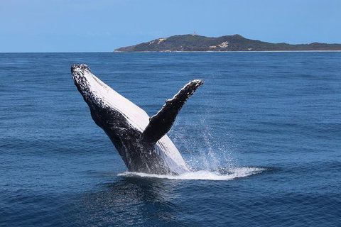 Tangalooma Island Resort Whale Watching Day Cruise With Dolphin Feeding - Gold Coast Attractions 3