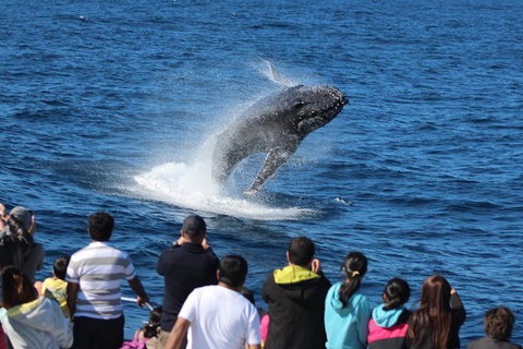 Tangalooma Island Resort Whale Watching Day Cruise With Dolphin Feeding - Gold Coast Attractions 5