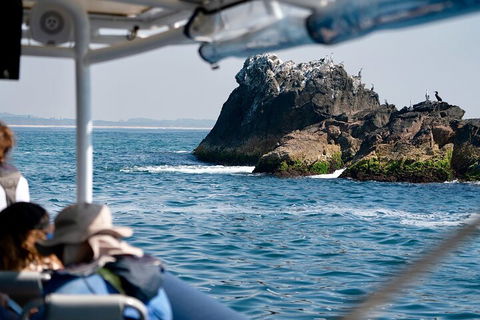 Julian Rocks Byron Bay Cruise - Gold Coast Attractions 2