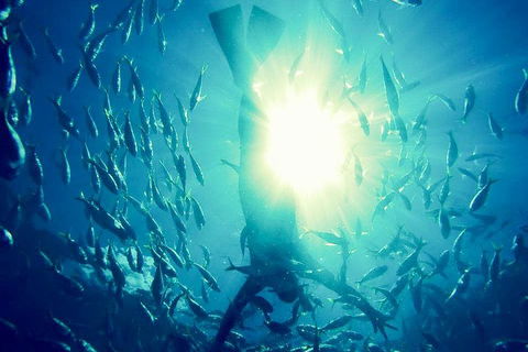 2-Day Whitsundays Sailing Adventure: SV Whitehaven - Gold Coast Attractions 1
