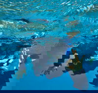 3 Day Whitsundays Sailing and Diving Adventure Kiana - Gold Coast Attractions