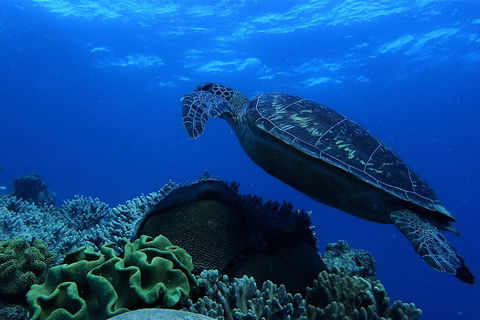 3 Day Whitsundays Sailing And Diving Adventure: Kiana - Gold Coast Attractions 2