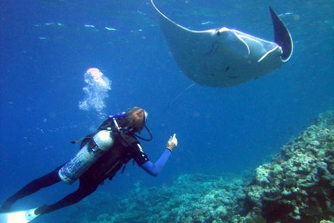 3 Day Whitsundays Sailing And Diving Adventure: Kiana - Gold Coast Attractions 3