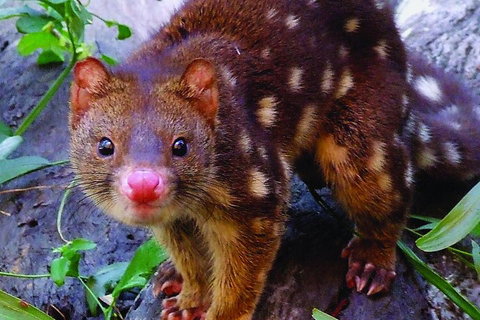 Hartley's Crocodile Adventures General Entry Ticket - Gold Coast Attractions 4