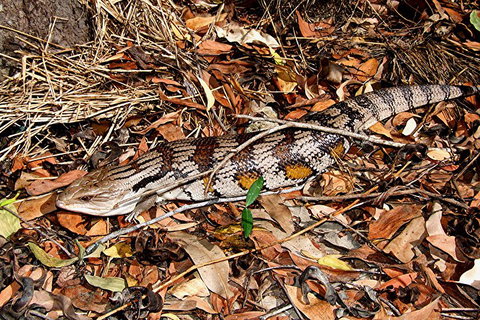 Hartley's Crocodile Adventures General Entry Ticket - Gold Coast Attractions 5
