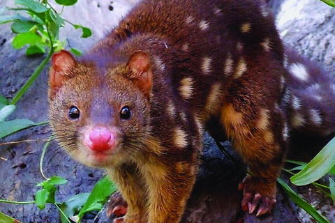 Hartley's Crocodile Adventures Breakfast With The Koalas - Gold Coast Attractions 2