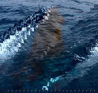 Phillip Island Whale Watching Tour - Gold Coast Attractions