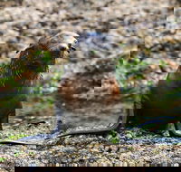 Phillip Island Seal-Watching Cruise - Gold Coast Attractions