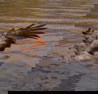 Litchfield and Jumping Crocodiles Full Day Trip from Darwin - Gold Coast Attractions