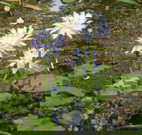 Yellow Water Cruise - Kakadu - Gold Coast Attractions