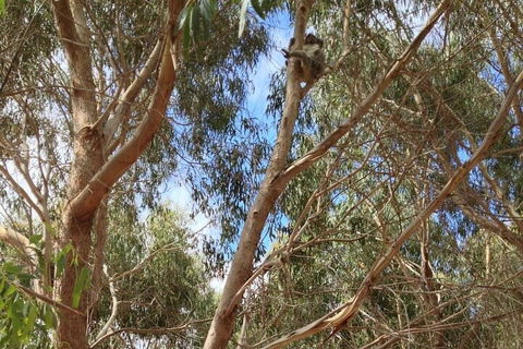 Kangaroo Island 4WD Tour - Best Of KI In 2 Days - Gold Coast Attractions 0