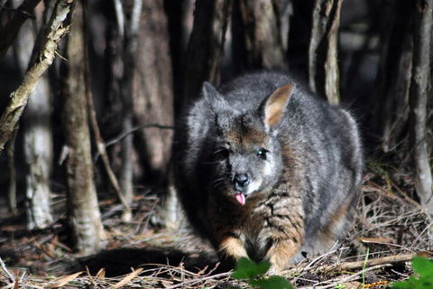 Small-Group Kangaroo Island 4WD Night Tour - Gold Coast Attractions 1