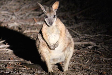 Small-Group Kangaroo Island 4WD Night Tour - Gold Coast Attractions 3