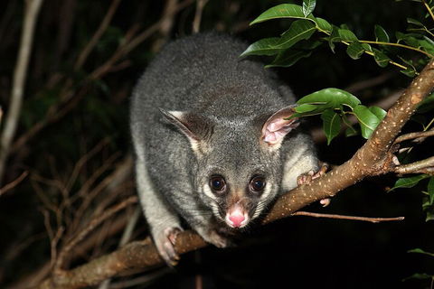Small-Group Kangaroo Island 4WD Night Tour - Gold Coast Attractions 5