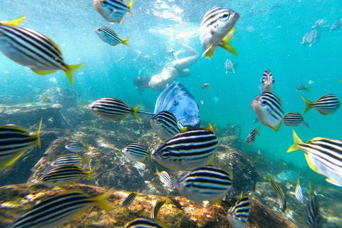 Manly Snorkel Trip And Nature Walk With Local Guide - Gold Coast Attractions 2