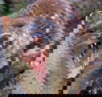After Dark Tasmanian Devil Feeding Tour at Cradle Mountain - Gold Coast Attractions