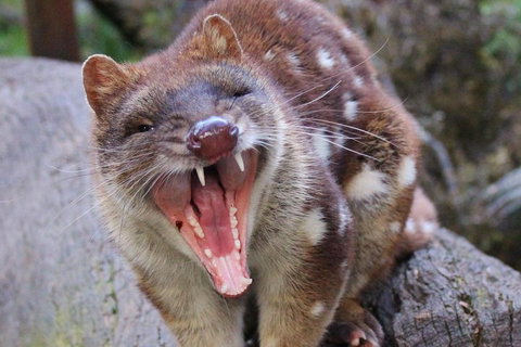 After Dark Tasmanian Devil Feeding Tour At Cradle Mountain - Gold Coast Attractions 0