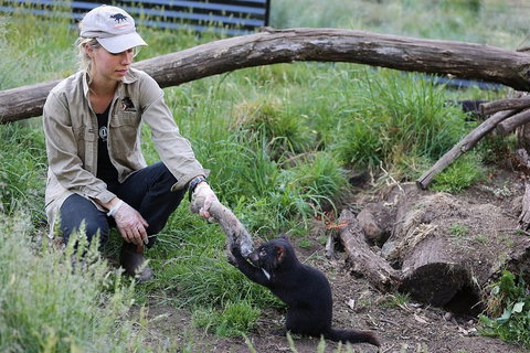 After Dark Tasmanian Devil Feeding Tour At Cradle Mountain - Gold Coast Attractions 1
