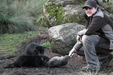 After Dark Tasmanian Devil Feeding Tour At Cradle Mountain - Gold Coast Attractions 2