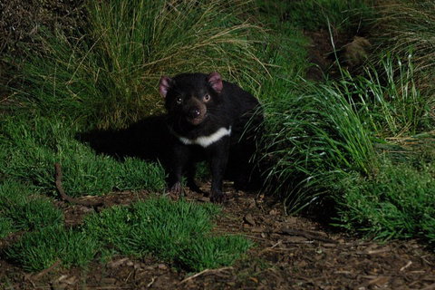 After Dark Tasmanian Devil Feeding Tour At Cradle Mountain - Gold Coast Attractions 4
