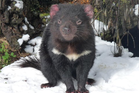 Day Keeper Tour - Gold Coast Attractions 4