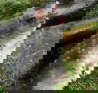 1-Hour Tasmanian Devil Feeding Day Tour at Cradle Mountain - Gold Coast Attractions