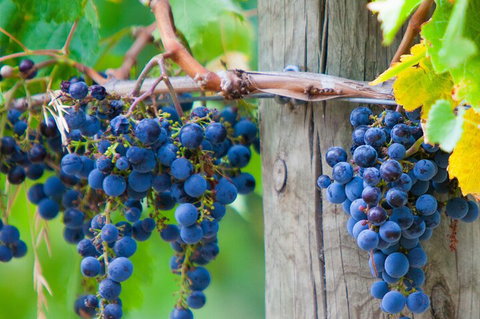 Yarra Valley, Dandenong Ranges Inc. Lunch With Wine,plus Morning Tea,chocolate - Gold Coast Attractions 0