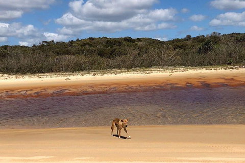 Pippies 3 Days 2 Nights Fraser Island Tour - Gold Coast Attractions 2
