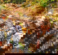 Full-day Springbrook National Park Tour from the Gold Coast - Gold Coast Attractions