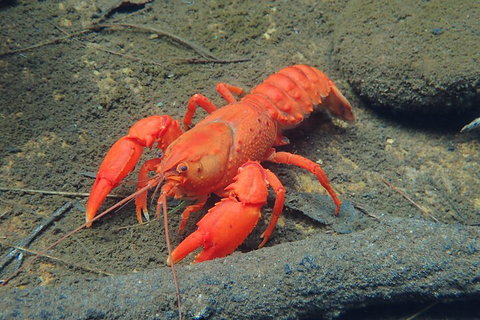 Blue Mountains Empress Canyon Adventure From Wentworth Falls - Gold Coast Attractions 4