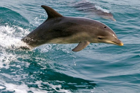 1.5HR Mudjimba Island Wildlife Safari - Gold Coast Attractions 0