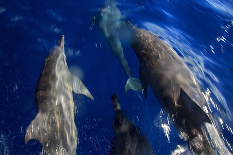 1.5HR Mudjimba Island Wildlife Safari - Gold Coast Attractions 3