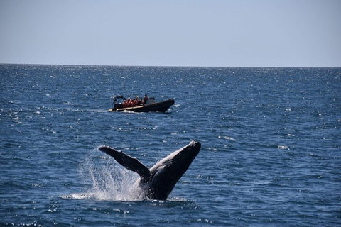 Adventure Whale Watching Tour Mooloolaba - Gold Coast Attractions 1