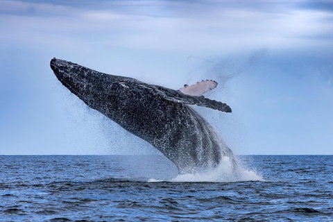 Adventure Whale Watching Tour Mooloolaba - Gold Coast Attractions 2