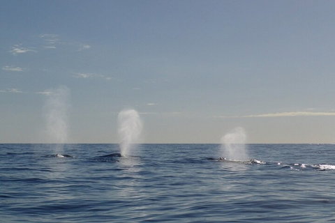 Adventure Whale Watching Tour Mooloolaba - Gold Coast Attractions 3
