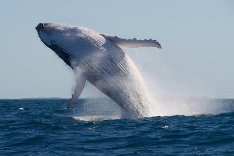 Adventure Whale Watching Tour Mooloolaba - Gold Coast Attractions 5
