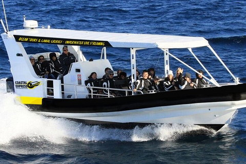 Mooloolaba Whale Watching Tour - Gold Coast Attractions 0