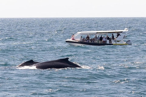 Mooloolaba Whale Watching Tour - Gold Coast Attractions 1