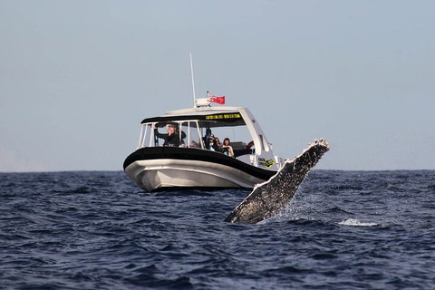 Mooloolaba Whale Watching Tour - Gold Coast Attractions 2