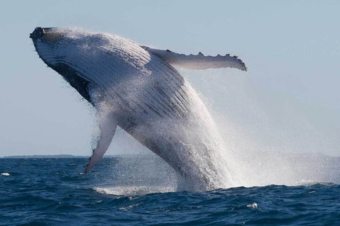 Mooloolaba Whale Watching Tour - Gold Coast Attractions 3