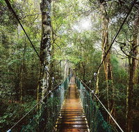 O'Reilly's  Lamington National Park from Gold Coast - Gold Coast Attractions
