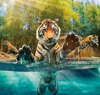 Croc Express to Australia Zoo from Brisbane - Gold Coast Attractions