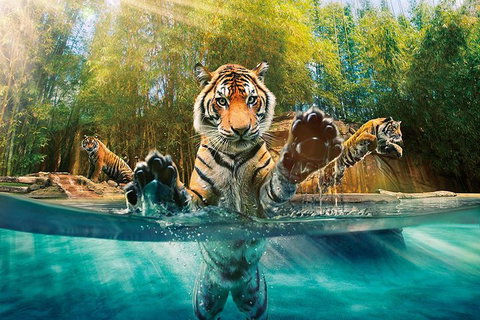 Croc Express To Australia Zoo From Brisbane - Gold Coast Attractions 0