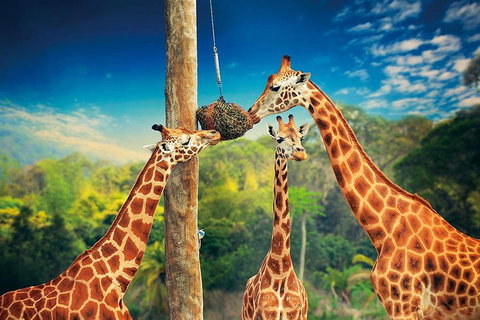 Croc Express To Australia Zoo From Brisbane - Gold Coast Attractions 3