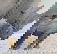 Croc Express to Australia Zoo from Gold Coast - Gold Coast Attractions