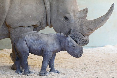 Croc Express to Australia Zoo from Gold Coast
