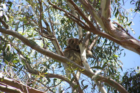 Stradbroke Island 4WD Day Trip From Brisbane - Gold Coast Attractions 0