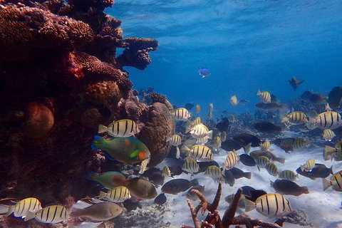 Lagoon Explorer - Ningaloo Reef Full-Day Kayaking And Snorkeling Adventure - Gold Coast Attractions 2