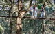 Lamington National Park, O'Reilly's & Vineyard Tour - thumb 2